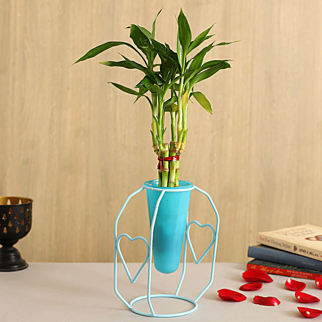 Buy/Send One Layer Bamboo Plant In Sky Blue Cone With Stand Online- FNP