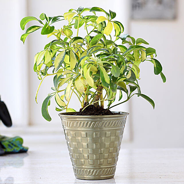 Buy/Send Schefflera Bonsai Plant In Brass Pot Online FNP
