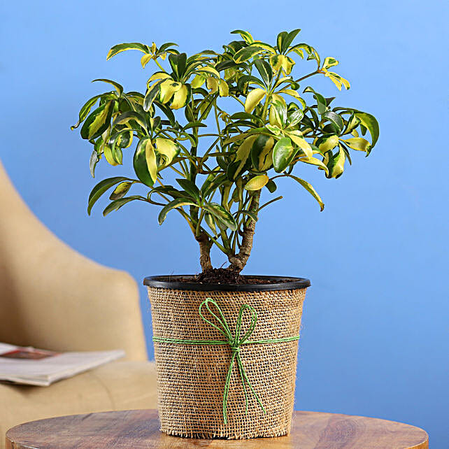 Buy/Send Schefflera Bonsai Plant In Black Nursery Plant Online FNP