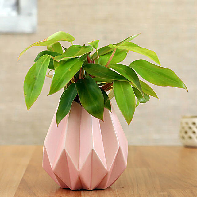 This Origami Pot Grows Along With A Plant's Roots