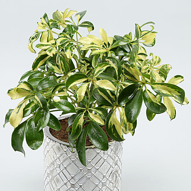 zigzag plant price zigzag plant price
