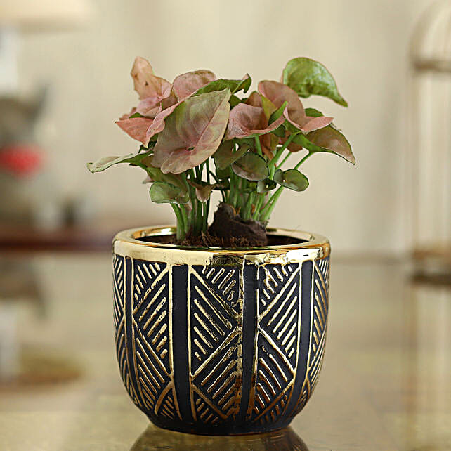 Buysend Syngonium Plant In Black And Gold Oval Pot Online Fnp 8025