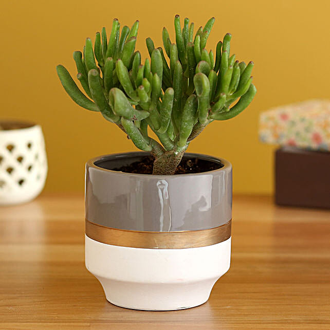 Buy/Send Euphorbia Stick Plant In White Ceramic Planter Online- FNP