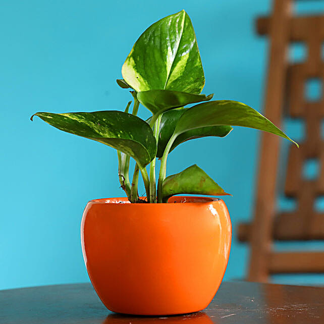 Money Plant In Orange Powder Coated Metal Pot 1 