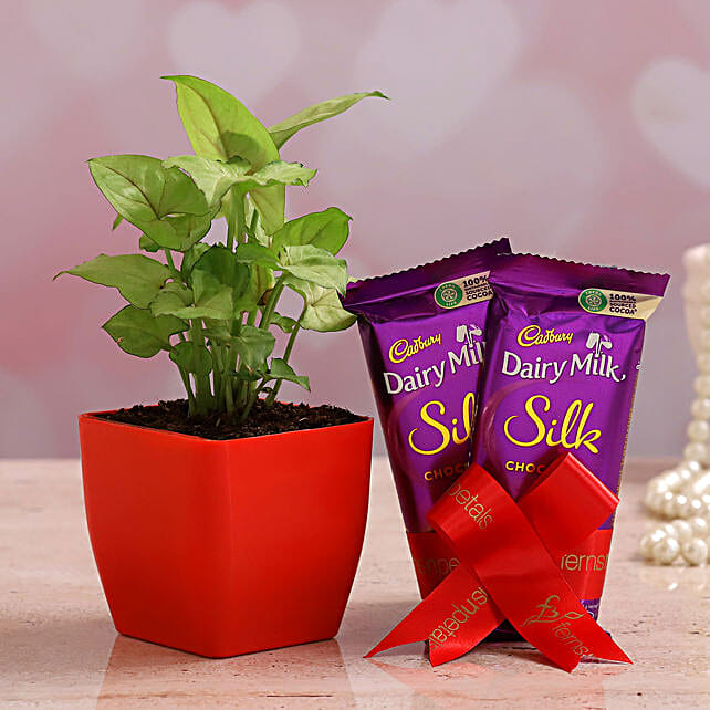 Buy/Send Syngonium Plant & Dairy Milk Silk Combo Online FNP