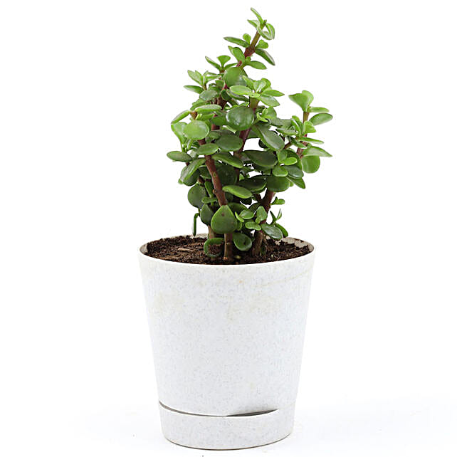 Buy/Send jade plant in white self watering plastic pot Online- FNP