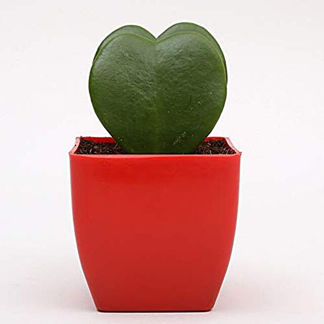 Buy Send 2 Hoya Plant With Red Plastic Pot Online- Fnp