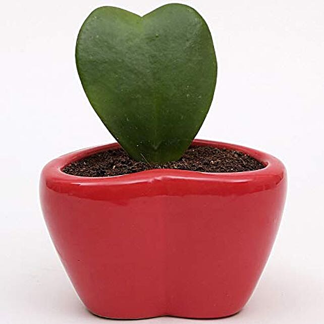 Buy/Send hoya plant with red heart shape ceramic pot Online- FNP