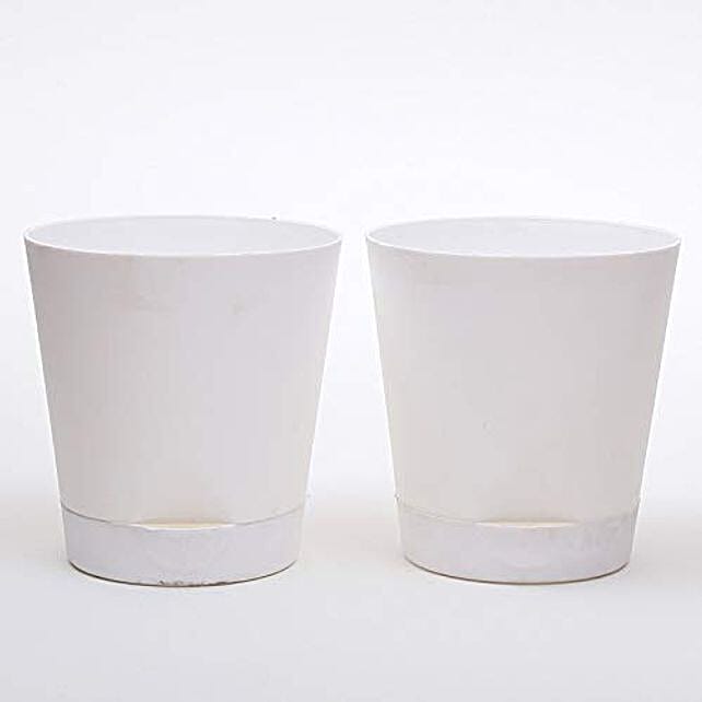 Buy Send Set Of White Self Watering Plastic Pot Online Fnp