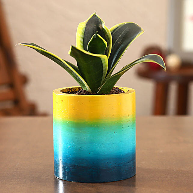 Buy/Send Milt Sansevieria Plant In Ombre Rainbow Planter Online- FNP