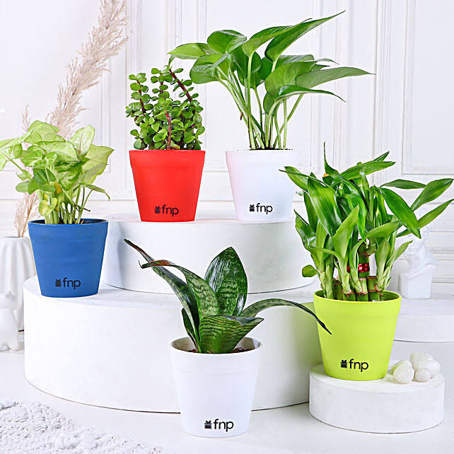 Buy Indoor Plants Online @249 | Decorative Plants for Home - FNP