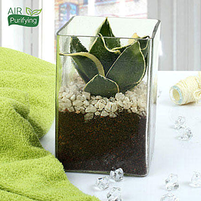 Buy/Send MILT Sansevieria Indoor Plant Terrarium Online FNP