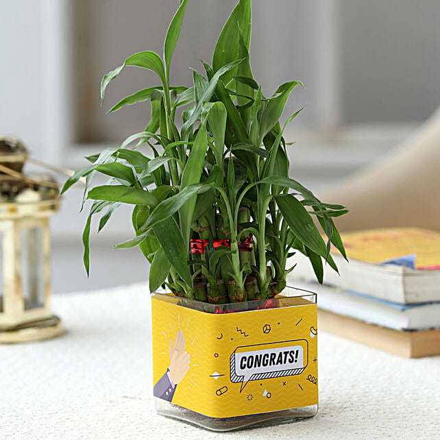 Buy/Send Two Layer Lucky Bamboo Plant For Congratulations Online FNP