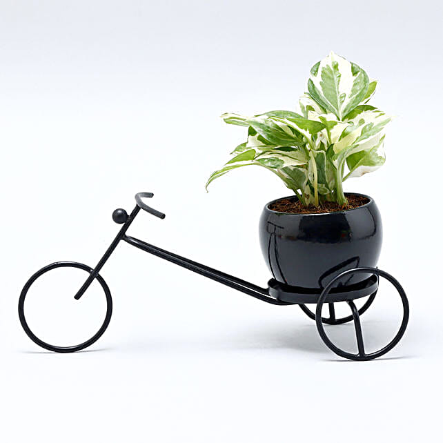 Buy/Send Pothos Plant Rickshaw Stand Online FNP