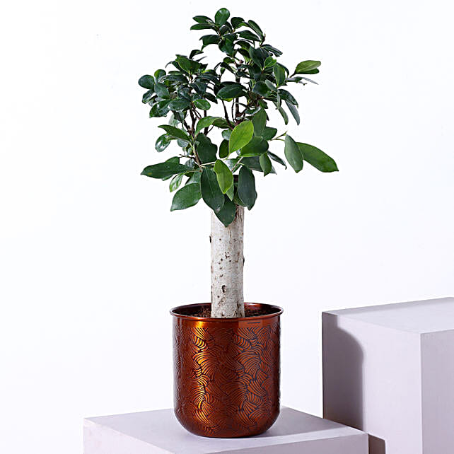 Buy/Send Bonsai Plant Metal Pot Online FNP
