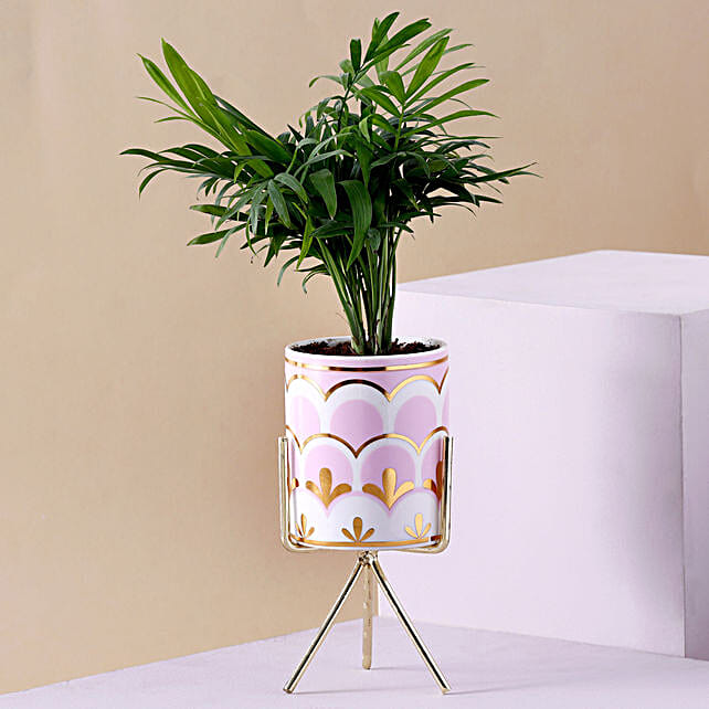 Buy/Send Chamaedorea Plant Mug Pot With Stand Online FNP