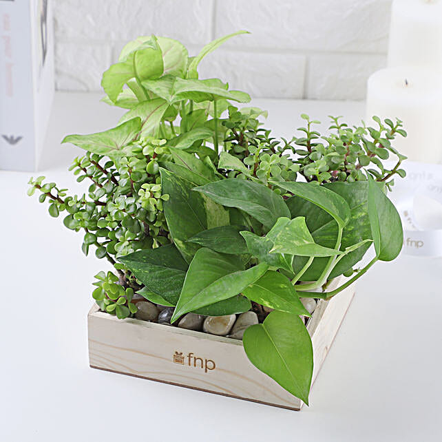 Buysend Jade N Money Plant Wooden Base Terrarium Online Fnp 1301