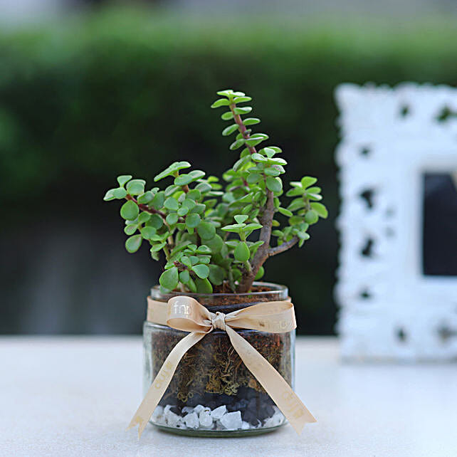 Buy/Send Jade Plant Mason Jar Terrarium Online FNP