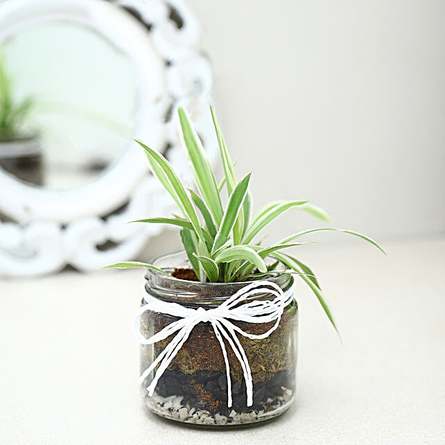 Buy/Send Spider Plant Mason Jar Terrarium Online FNP