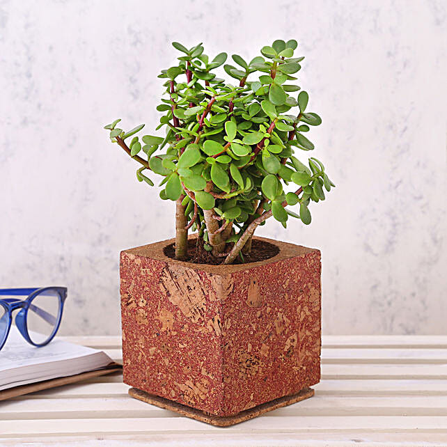 Buy/Send Jade Plant In Square Cork Pot Online FNP