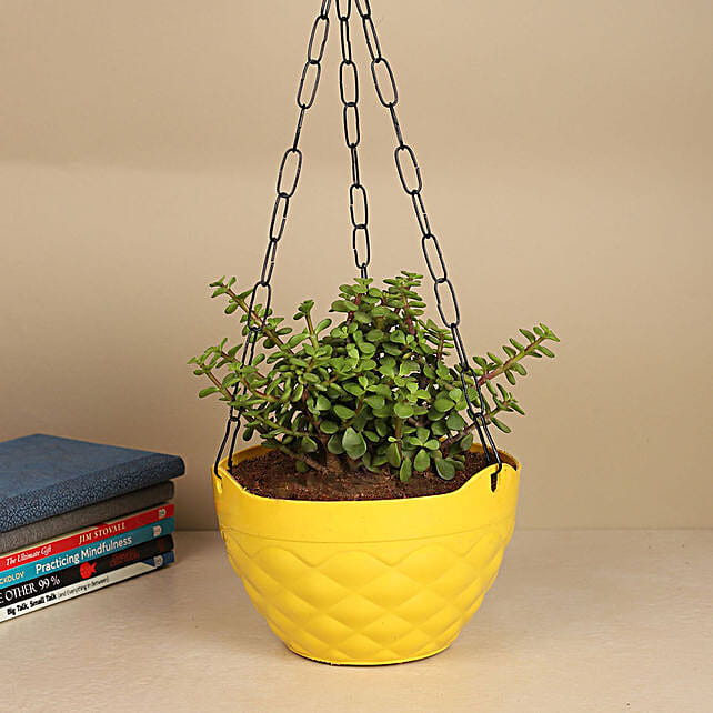 Buy/Send Amber Oasis Jade Online FNP