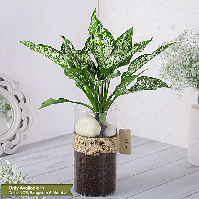 Green Aglaonema Plant In Pebbled Jar