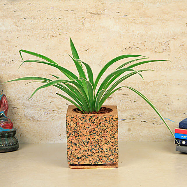 Buysend Spider Plant In Earthy Cork Pot Online Fnp 7929