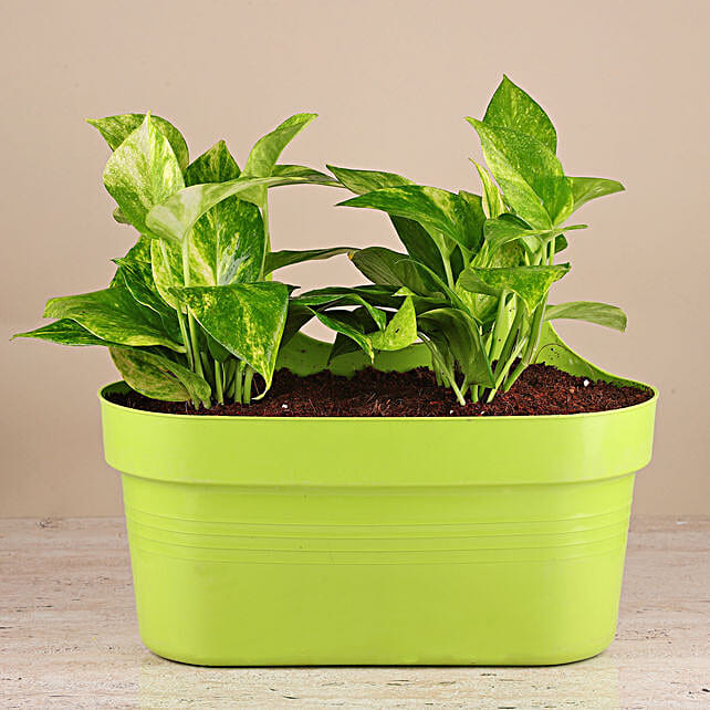 Buy/Send Green Money Plant In Hanging Planter Pot Online- FNP
