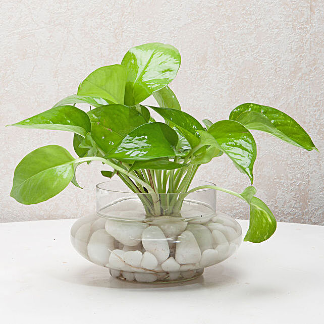 Buy Send Divine Money Plant Terrarium Online- Fnp