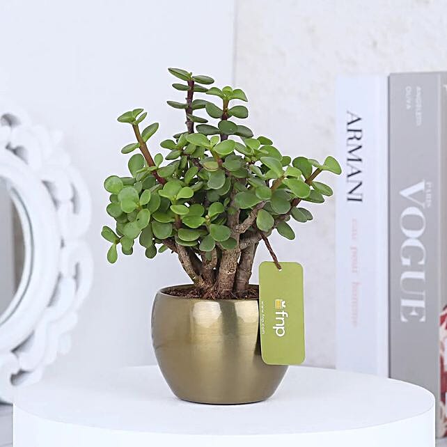 Buy/Send Jade Plant In Metal Planter Online- FNP