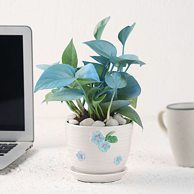 Buy/Send Money Plant with Elegant White Pot Online- FNP