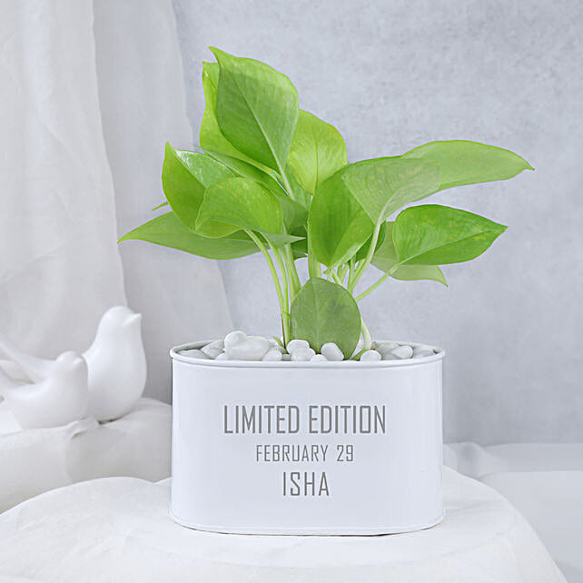 Buy/Send Money Plant In Personalised Limited Edition Pot Online- FNP