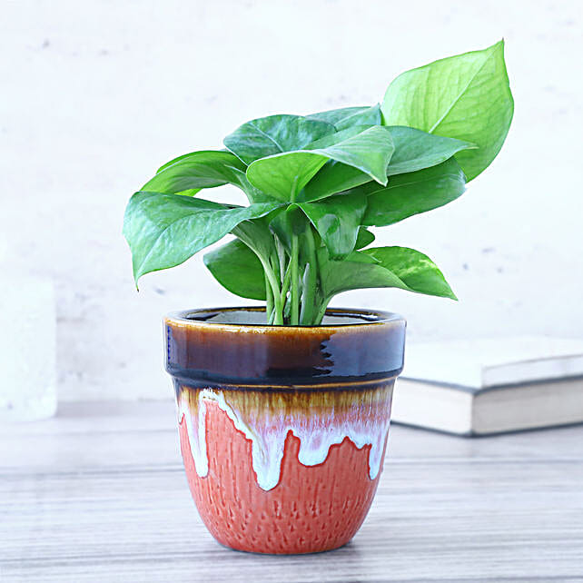 Buy/Send Money Plant Abundance Gift Online- FNP