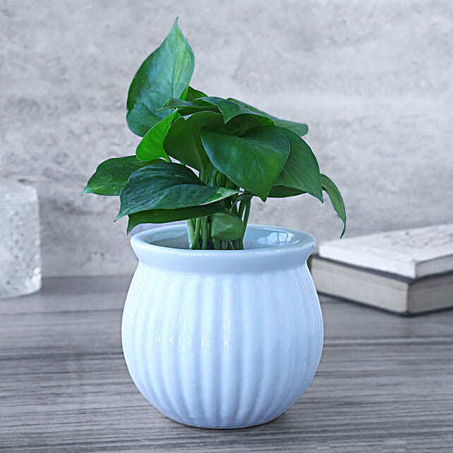 Buy/Send Money Plant Prosperity Pot Online- FNP