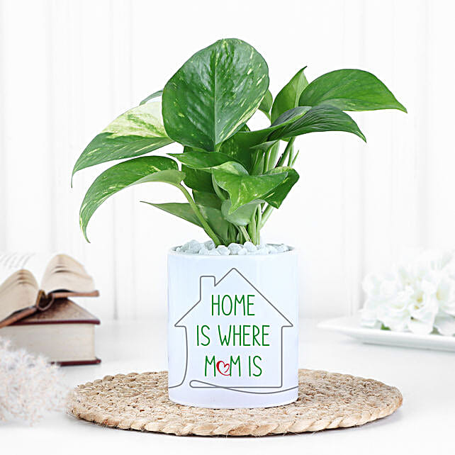 Buy/Send Money Plant with Pot Surprise Online- FNP