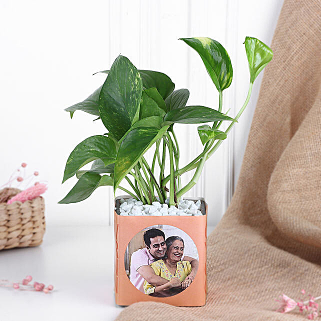 Buy/Send Money Plant in Personalised Vase Online- FNP