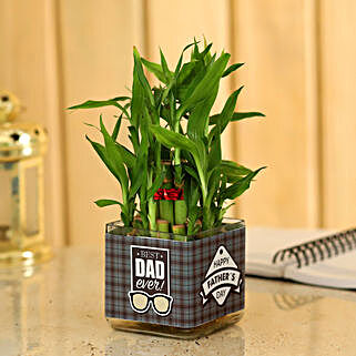 Father's Day Special Bamboo Plant