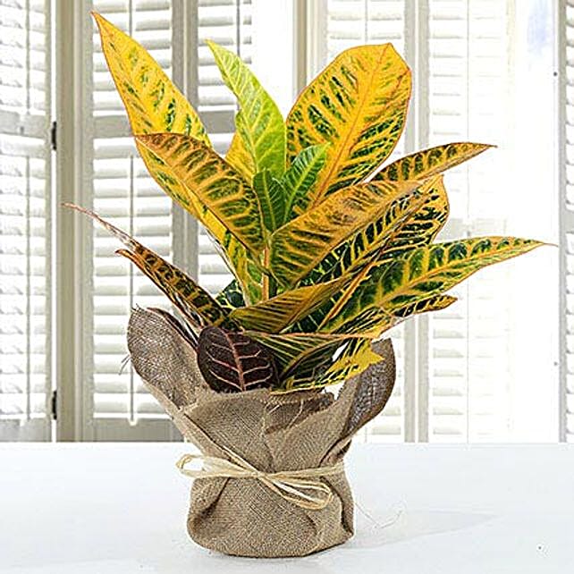Codiaeum Petra Plant With Jute Wrapped Pot qatar Gift Codiaeum Petra