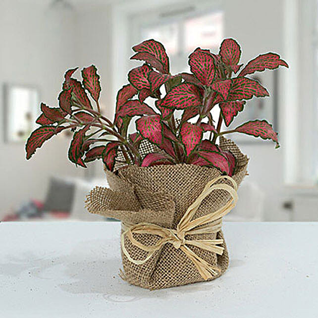 Lovely Fittonia Plant N Jute Wrapped Pot qatar Gift Lovely Fittonia