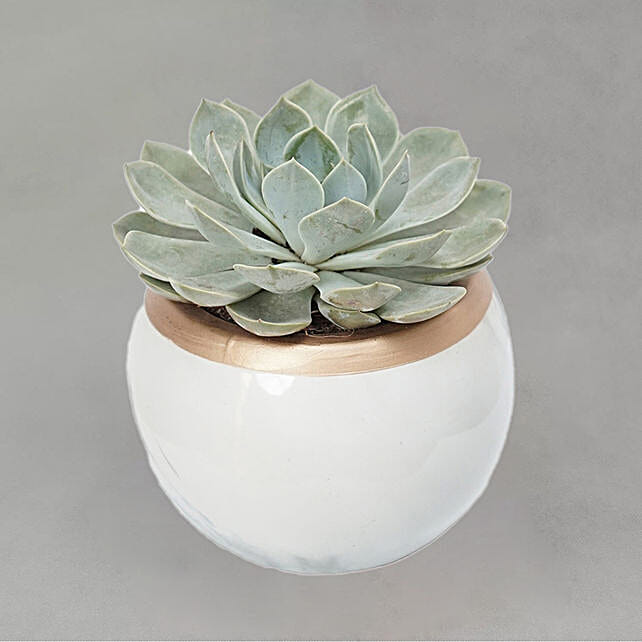 Echevieria Plant White Ceramic Pot qatar Gift Echevieria Plant White Ceramic Pot FNP