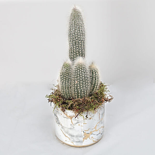 Cactus Plant Grey Ceramic Pot qatar Gift Cactus Plant Grey Ceramic Pot FNP