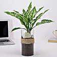 Green Aglaonema Plant In Pebbled Jar