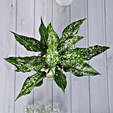 Green Aglaonema Plant In Pebbled Jar