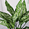 Green Aglaonema Plant In Pebbled Jar