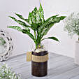 Green Aglaonema Plant In Pebbled Jar