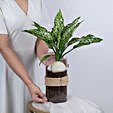 Green Aglaonema Plant In Pebbled Jar