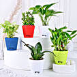 Grand 5 Green House Plant Set