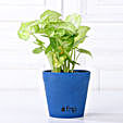 Grand 5 Green House Plant Set