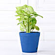 Grand 5 Green House Plant Set