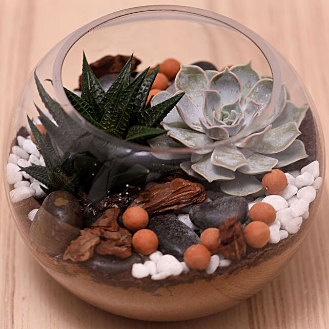 Decorative Succulents In Fish Bowl Singapore Gift Decorative Succulents In Fish Bowl Ferns N Petals